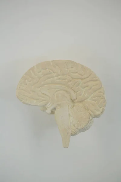 Close-up of human brain — Stock Photo, Image