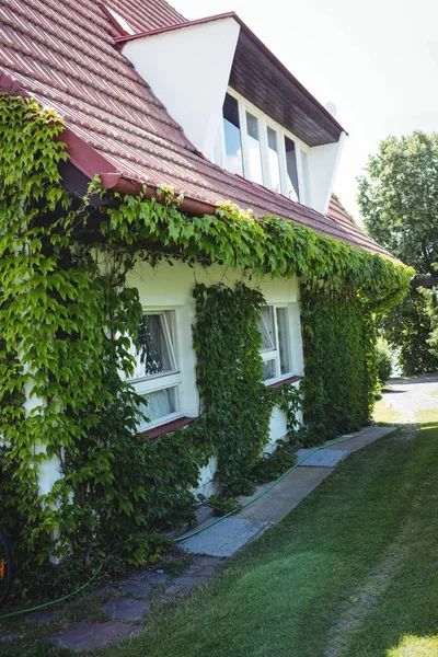 Schlingpflanzen auf einem Haus — Stockfoto