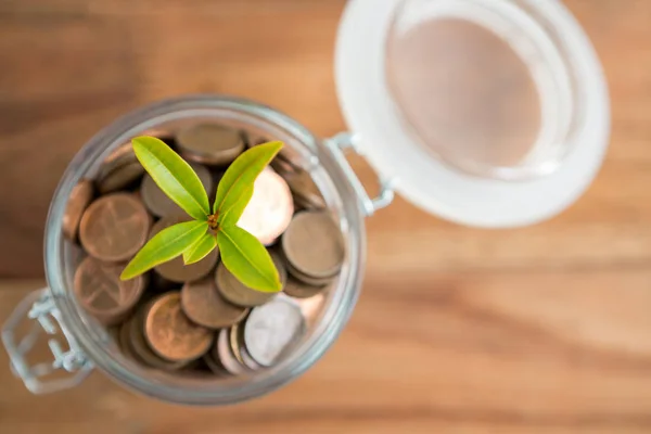 Plant growing out of coins jar — Stock Photo, Image