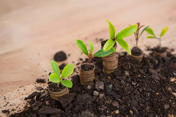 Plant groeit uit de stapel van munten — Stockfoto
