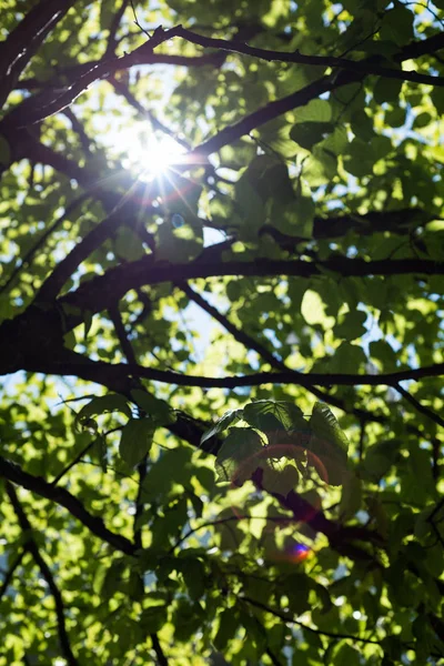 Vue de l'arbre avec lumière du soleil — Photo