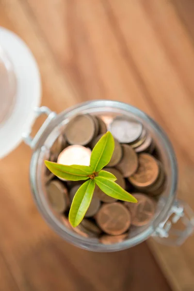 Plant growing out of coins jar — Stock Photo, Image