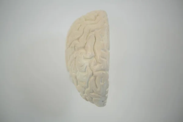 Close-up of human brain — Stock Photo, Image