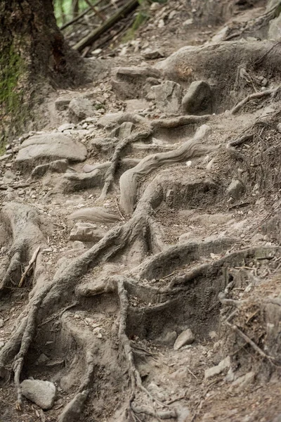 Forêt avec racines balayantes recouvrant les roches — Photo