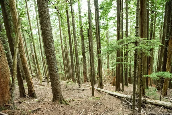 View of tropical forest — Stock Photo, Image