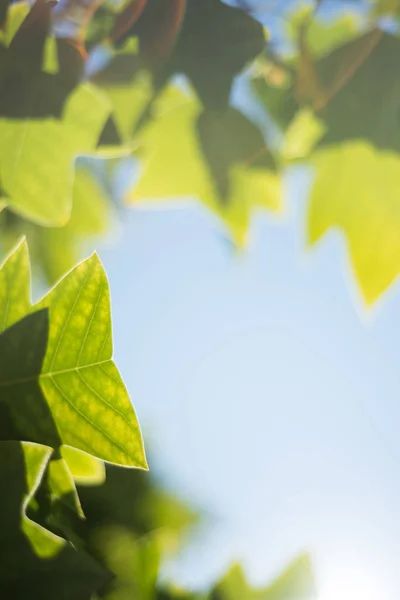 Close-up de folhas verdes — Fotografia de Stock