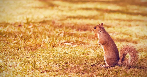 Squirrel on grass field at park — Stock Photo, Image