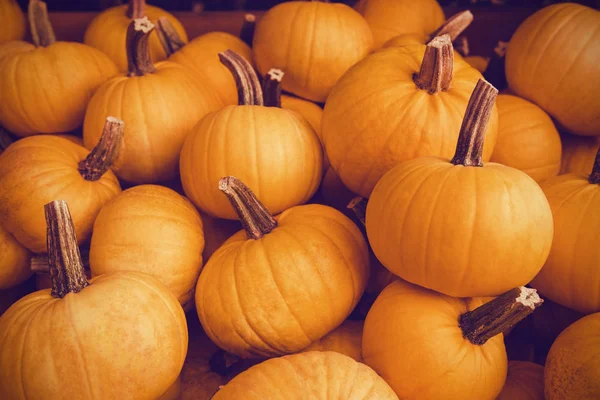 Oranje pompoenen achtergrond — Stockfoto