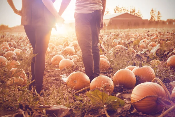 Par på pumpkin patch — Stockfoto