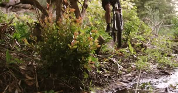 Ciclista de montaña en el bosque — Vídeo de stock