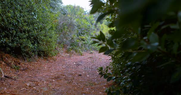 Pengendara sepeda wanita bersepeda di jalur tanah — Stok Video