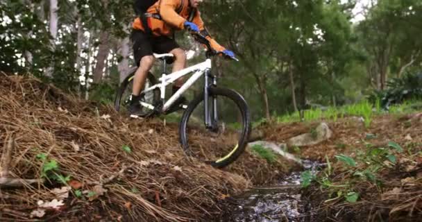 Mountain biker riding in forest — Stock Video