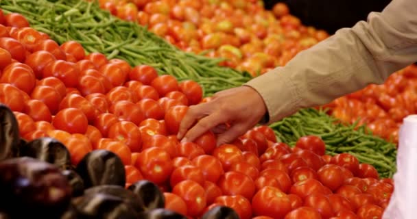 Ο άνθρωπος επιλέγοντας ντομάτες βιολογικής ενότητας — Αρχείο Βίντεο