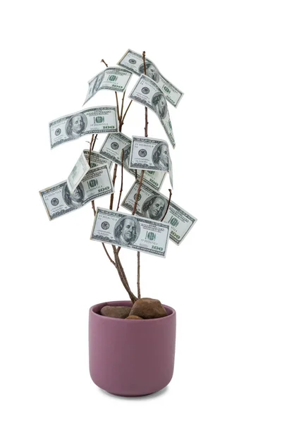 Money growing in pot plant — Stock Photo, Image