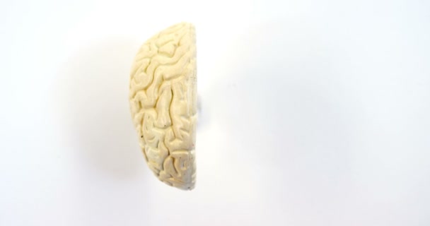 Μοντέλο ανθρώπινου εγκεφάλου — Αρχείο Βίντεο