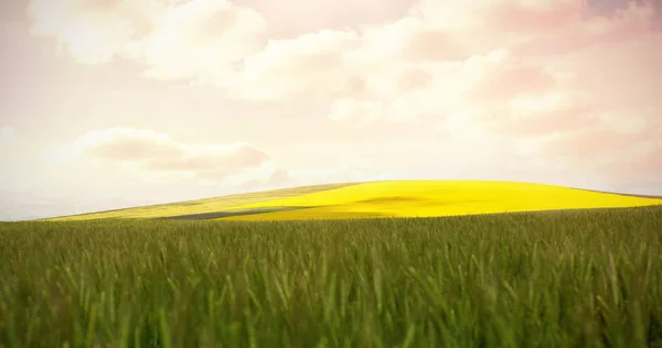 Vetefält på solig dag — Stockfoto