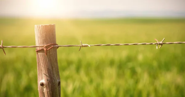 Cerca en el campo en el día soleado — Foto de Stock