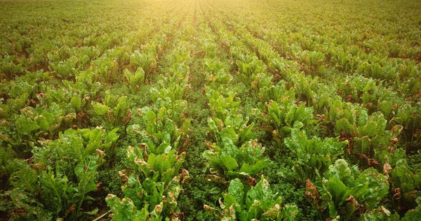 Grüne Plantage auf dem Feld — Stockfoto