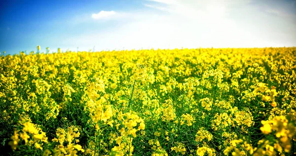 Жовте поле гірчиці — стокове фото