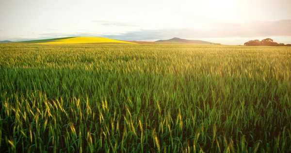 Campo di grano verde contro il cielo — Foto Stock