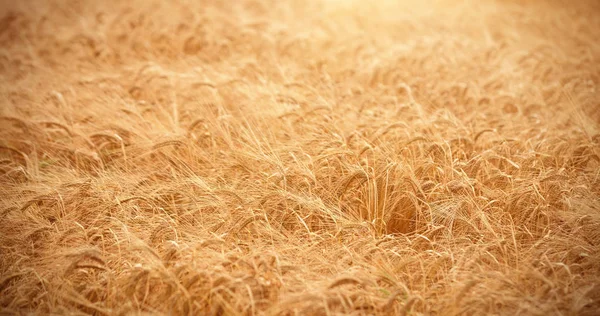 Goldener Feldbauernhof an sonnigem Tag — Stockfoto
