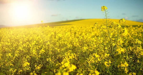 Campo de mostaza en el día soleado — Foto de Stock