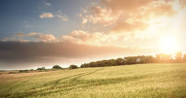 Pšeničné pole proti obloze — Stock fotografie