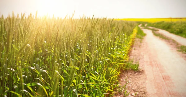 Camino vacío que pasa por los campos — Foto de Stock