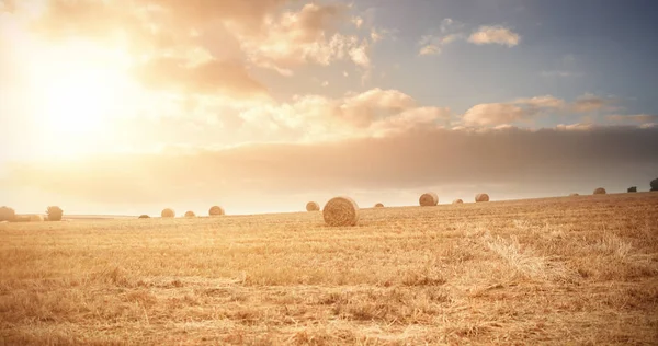 Harvested field on a sunny day — Stock Photo, Image
