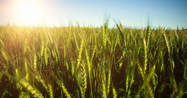 Campo de trigo verde contra o céu — Fotografia de Stock