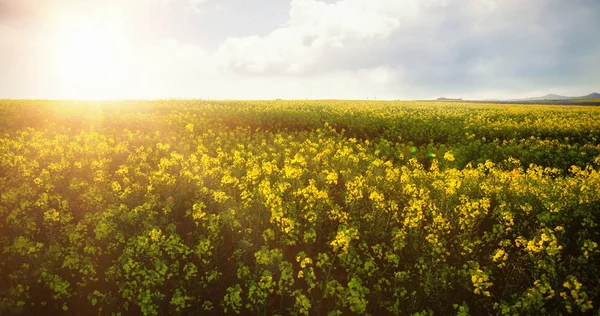 Hořčice pole na slunečný den — Stock fotografie