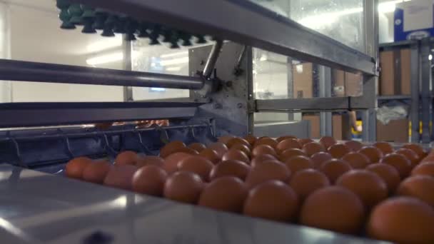 Huevos moviéndose en la línea de producción — Vídeo de stock