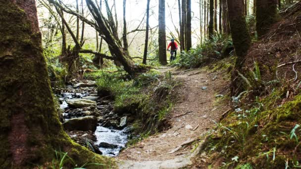 Mountain biker riding bicycle in forest — Stock Video