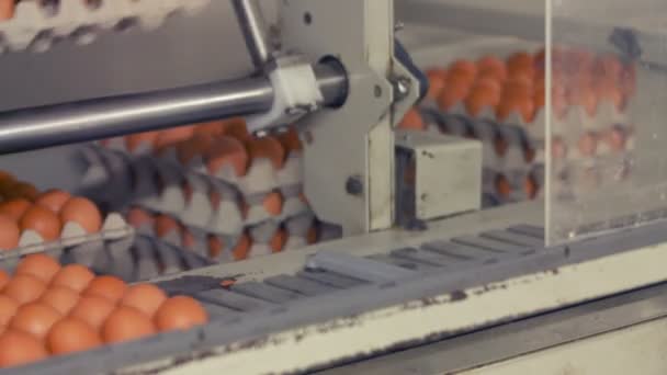 Eggs moving on the production line — Stock Video