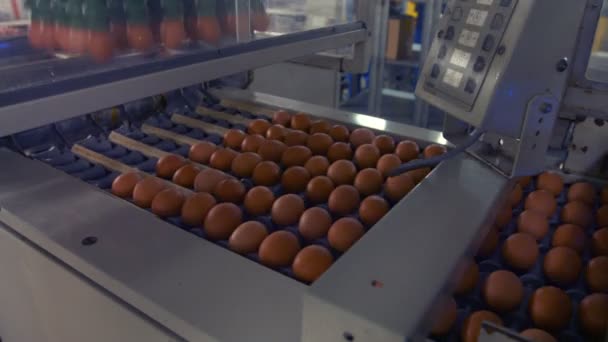 Huevos moviéndose en la línea de producción — Vídeo de stock