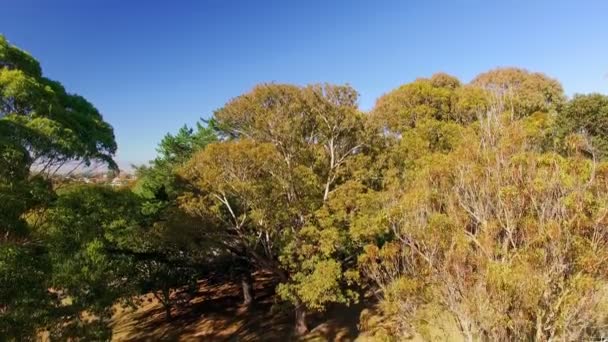 Passeggiata in famiglia al parco — Video Stock