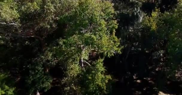 空中的美丽的公园 — 图库视频影像