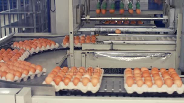 Huevos moviéndose en la línea de producción — Vídeos de Stock