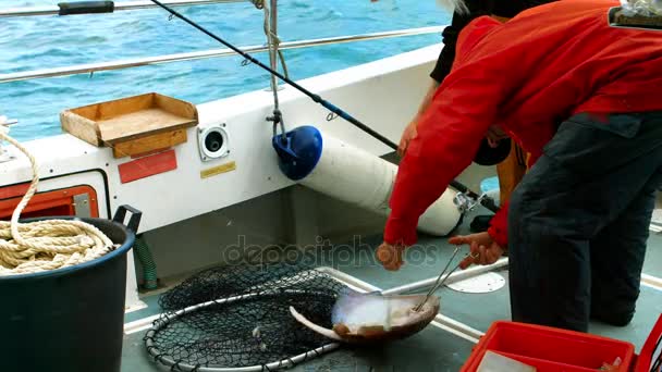 Pescador que retira o gancho de um peixe de raio — Vídeo de Stock