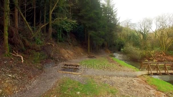 Vista del hermoso bosque — Vídeos de Stock