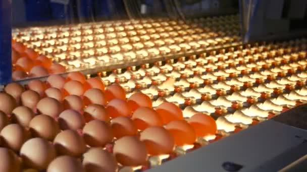 Huevos moviéndose en la línea de producción — Vídeos de Stock