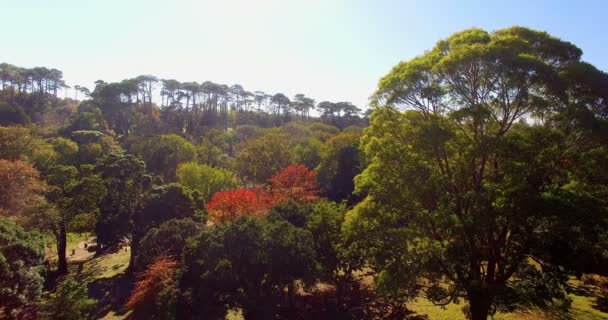 Luchtfoto van Park — Stockvideo