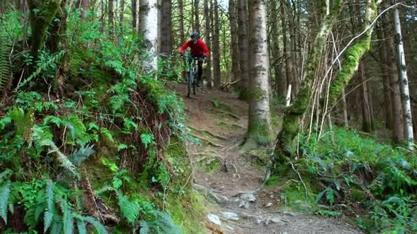 Bicicleta ciclista de montaña en el bosque — Vídeos de Stock