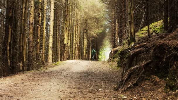 Pengendara sepeda gunung di hutan — Stok Video