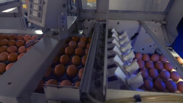 Яйця рухаються на виробничій лінії — стокове відео