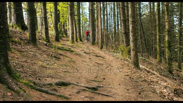 Bicicleta ciclista de montaña en el bosque — Vídeos de Stock