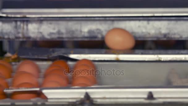 Τα αυγά που κυκλοφορούν στη συγκεκριμένη γραμμή παραγωγής — Αρχείο Βίντεο