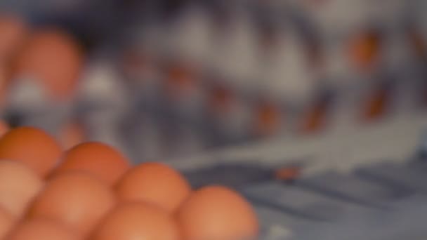Яйца движутся по производственной линии — стоковое видео