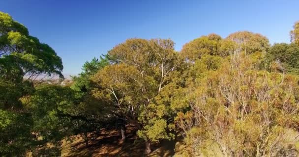 公園で歩いている家族 — ストック動画