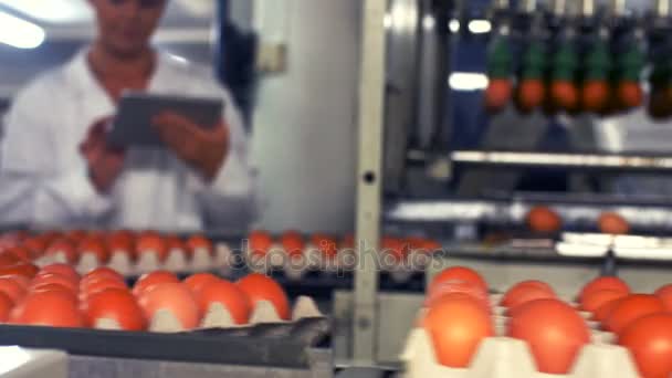 Huevos moviéndose en la línea de producción — Vídeo de stock